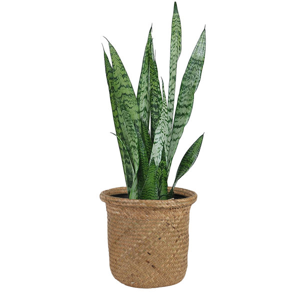 24" Live Snake Plant in Basket &amp; Reviews AllModern